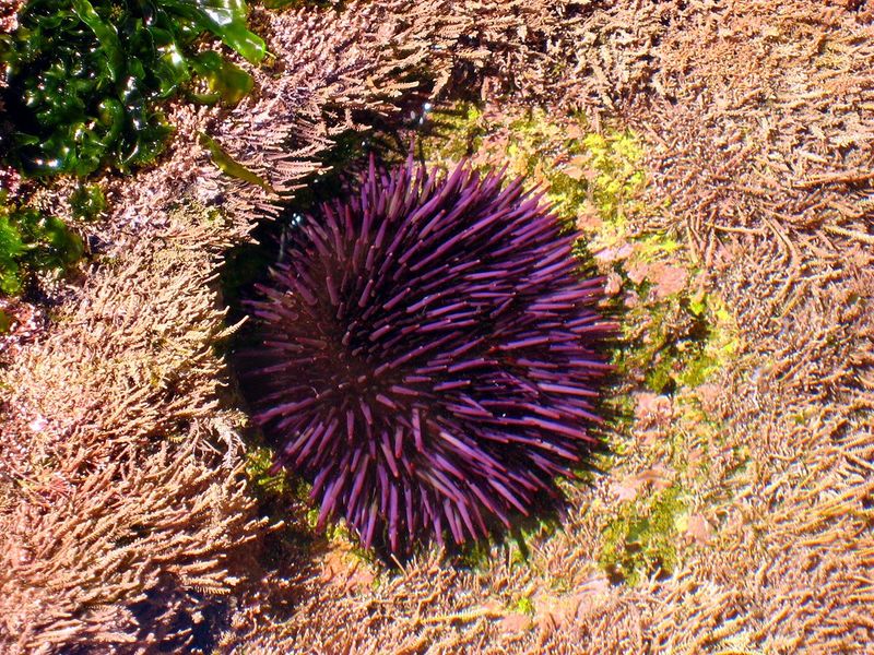 Sea Urchin