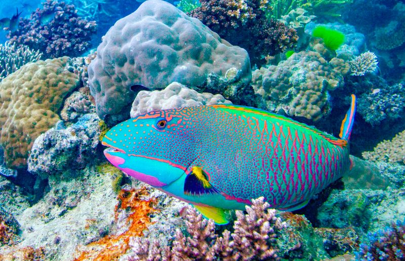 Parrotfish