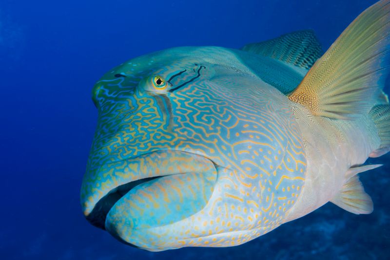 Napoleon Wrasse