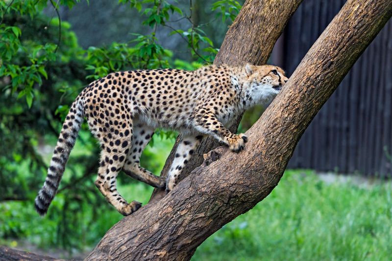 Cheetahs Can't Climb Trees