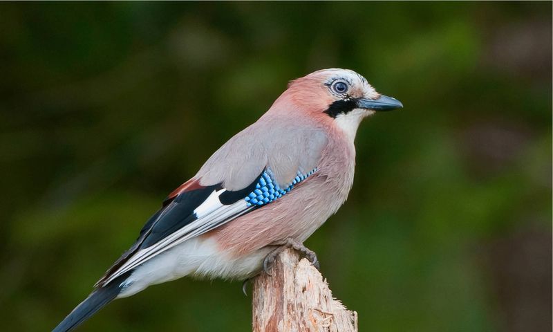 Eurasian Jay