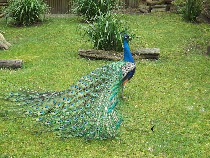 Peacocks