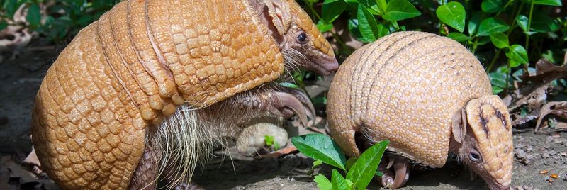Armadillo