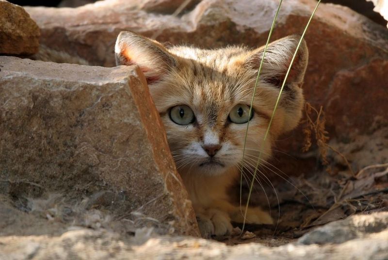 Elusive And Enigmatic