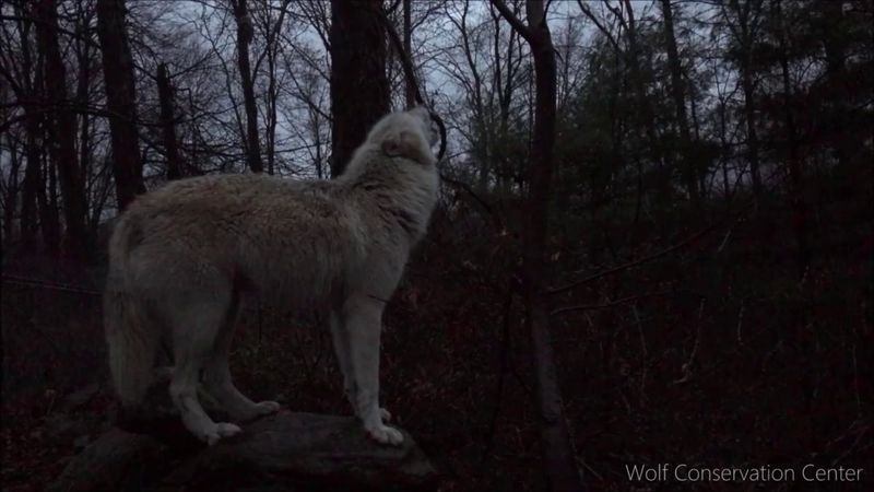Howl Communication