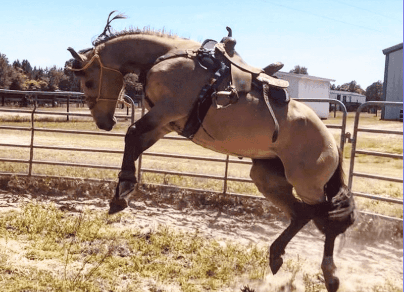 Joyful Bucking