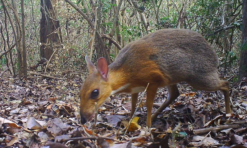 Vietnamese Mouse Deer