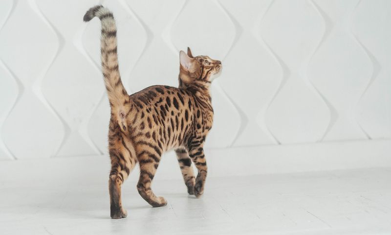 Tail Flicking