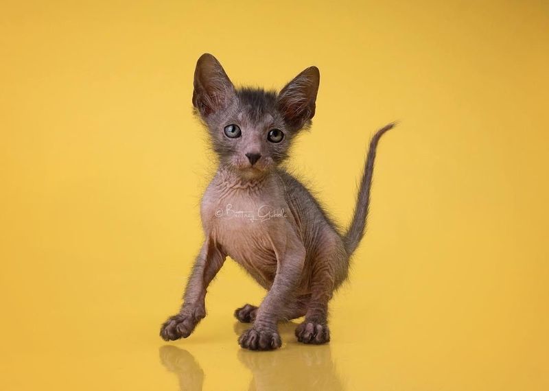 Playful Mischief