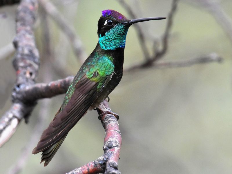 Magnificent Hummingbird