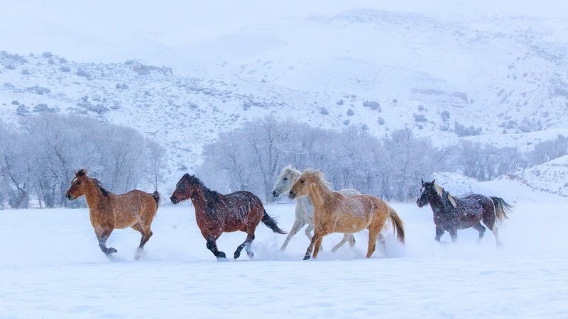 Instinctive Migration