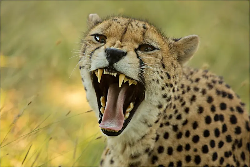 Cheetahs Are Weak Predators