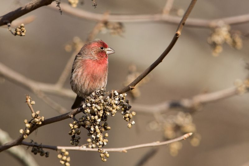 House Finch
