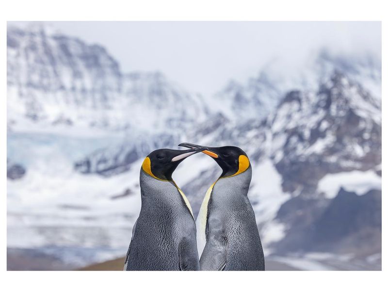King Penguin