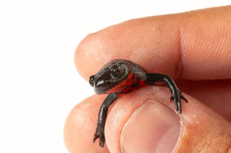 Japanese Fire-Bellied Newt