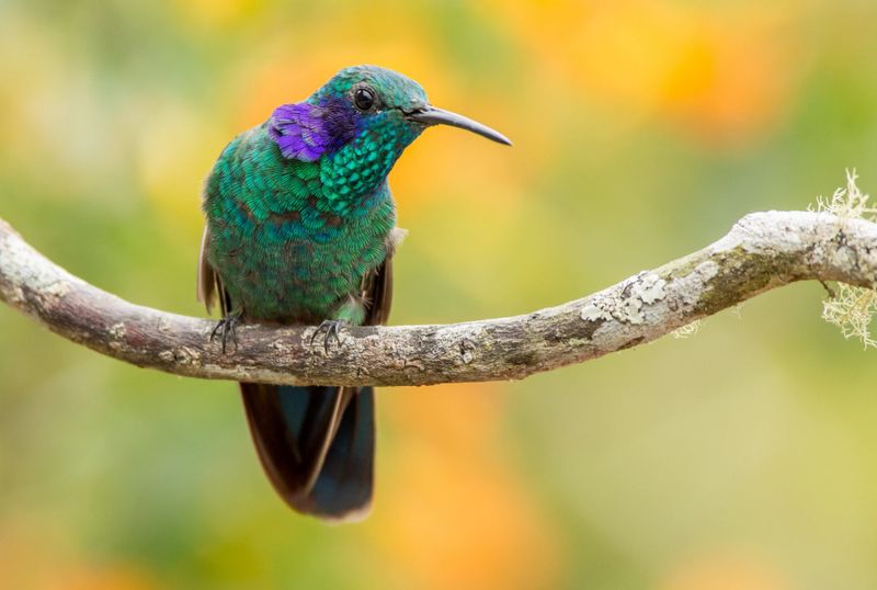 Green Violet-Ear Hummingbird