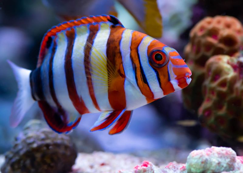 Harlequin Tuskfish