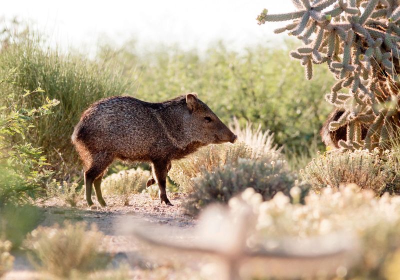 Arizona: Desert Wildlife Surprises