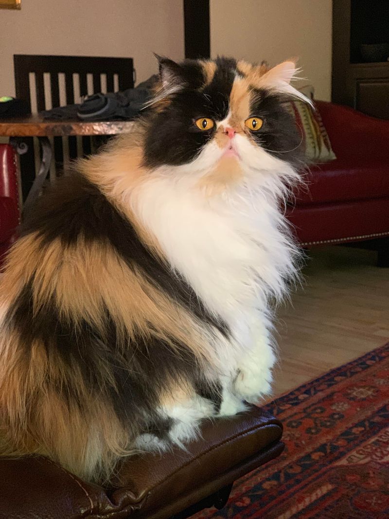Persian