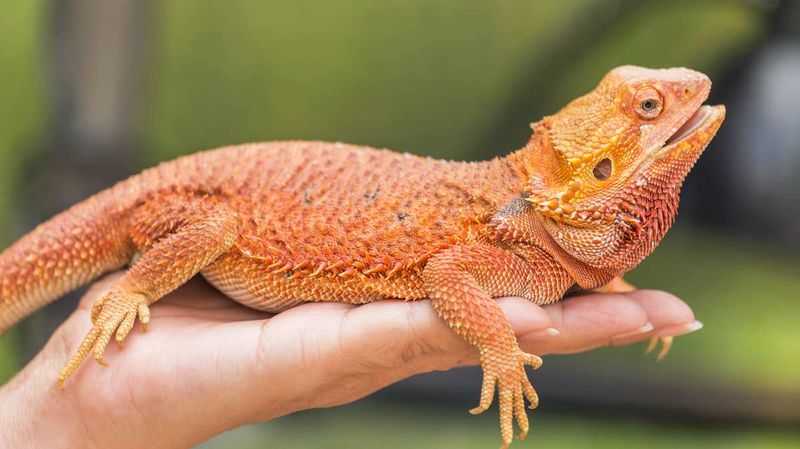 Bearded Dragons