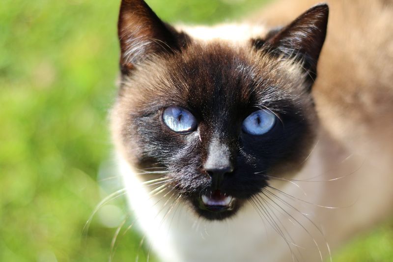 Siamese: Vocal Empaths Who Share Your Feelings