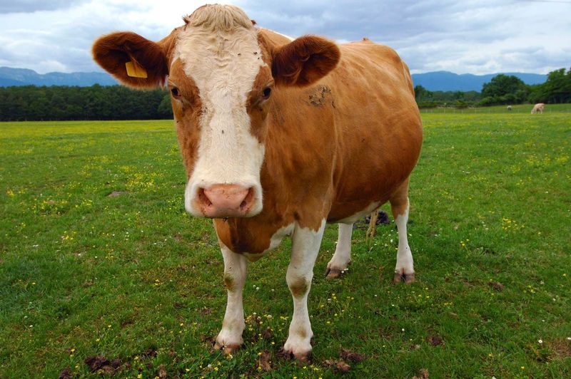 Marketing Your Cattle Products