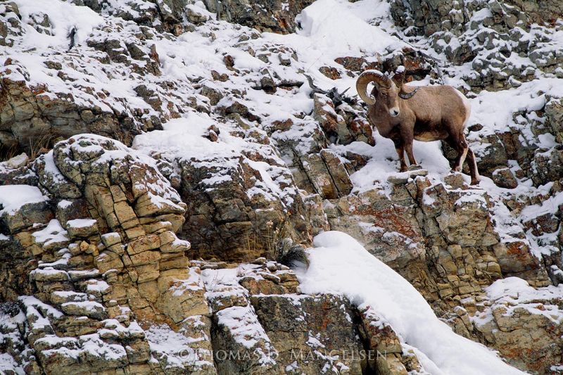 Mountain Athletes
