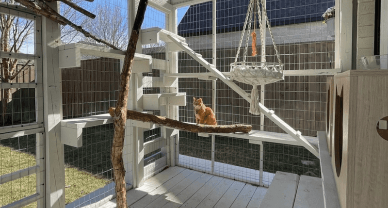 Keep Cats Indoors