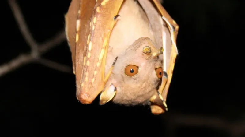 Papua New Guinea's Tube-Nosed Wonder