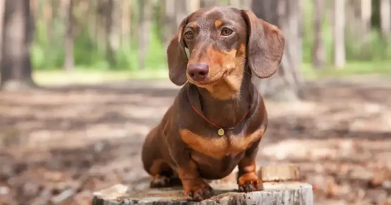 Dachshund