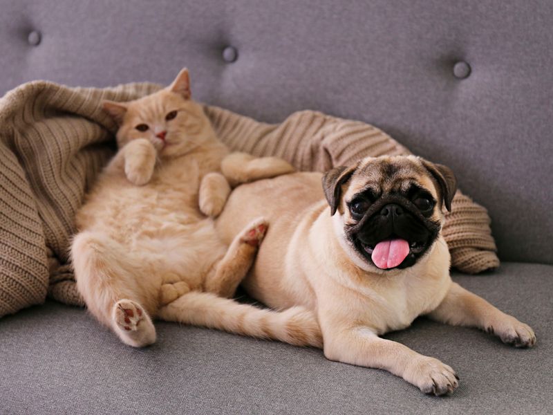 Pug