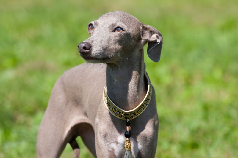 Italian Greyhound