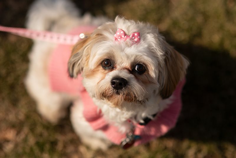 Shih Tzu