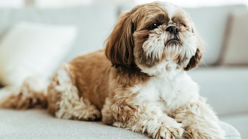 Lhasa Apso