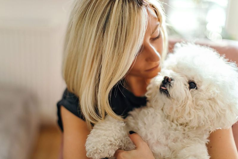 Bichon Frise