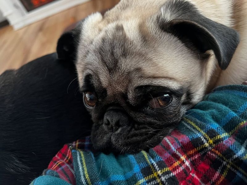 Pug