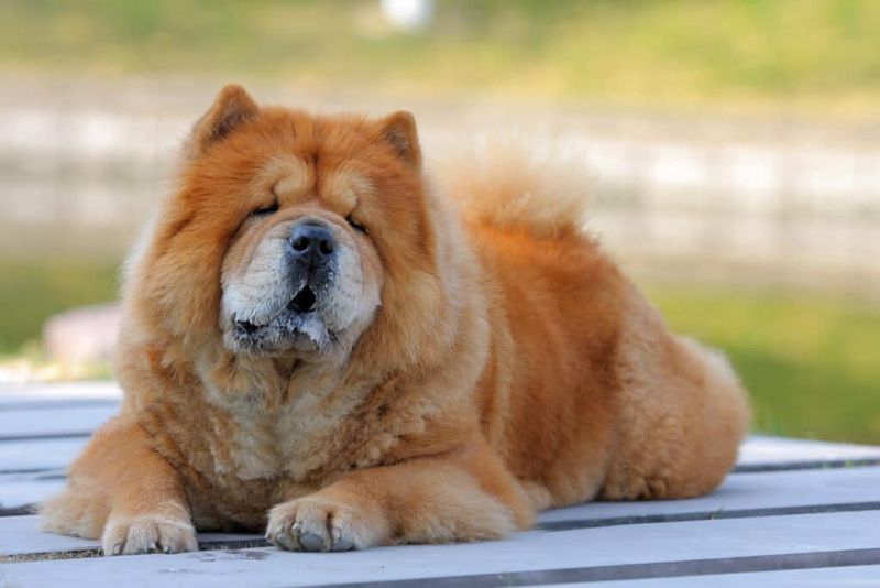 Chow Chow's Expedition Issues