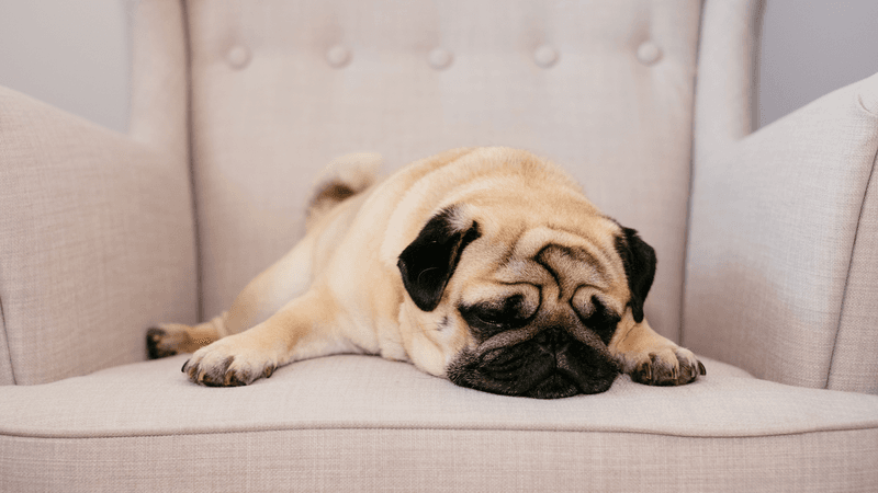 Pug