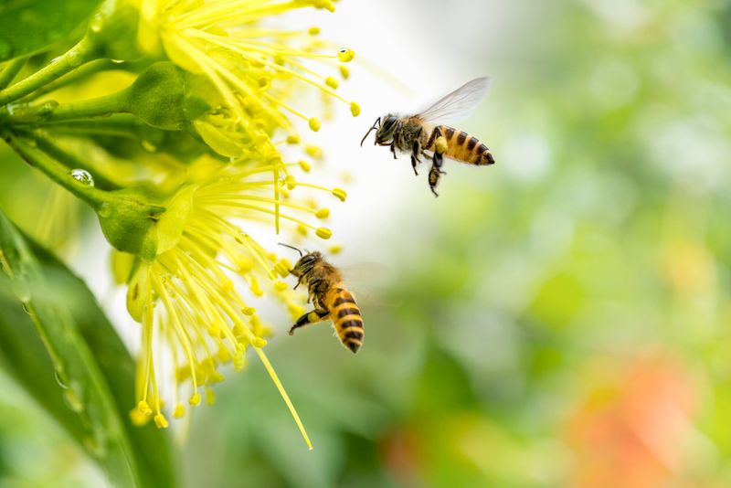 Bee