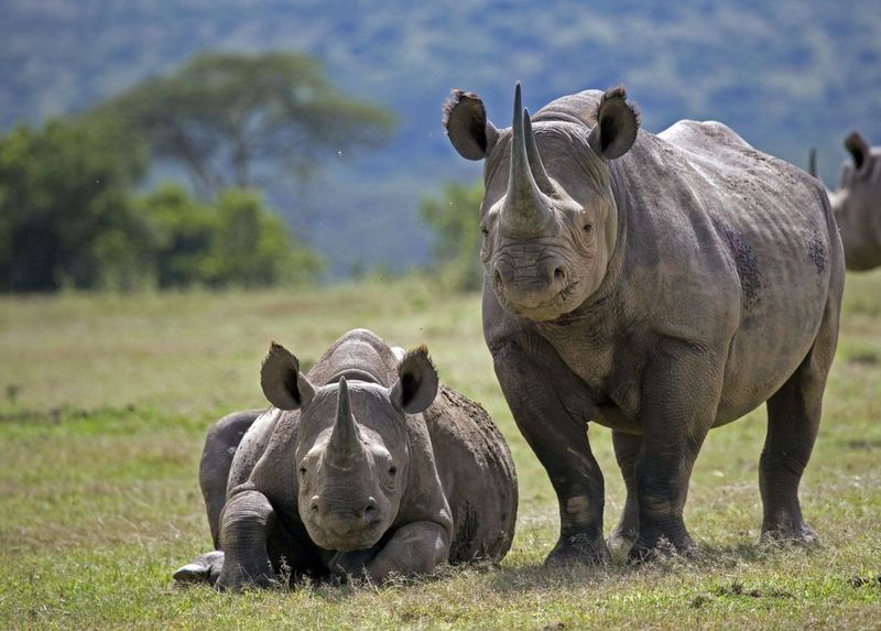 Horses And Rhinos