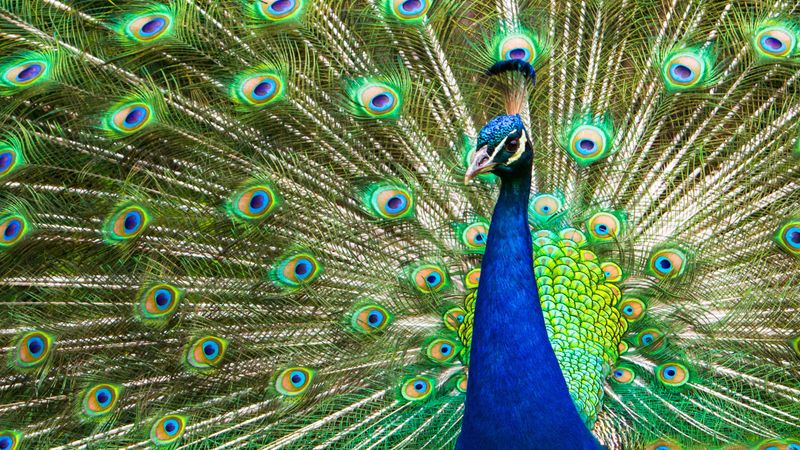 Peacock