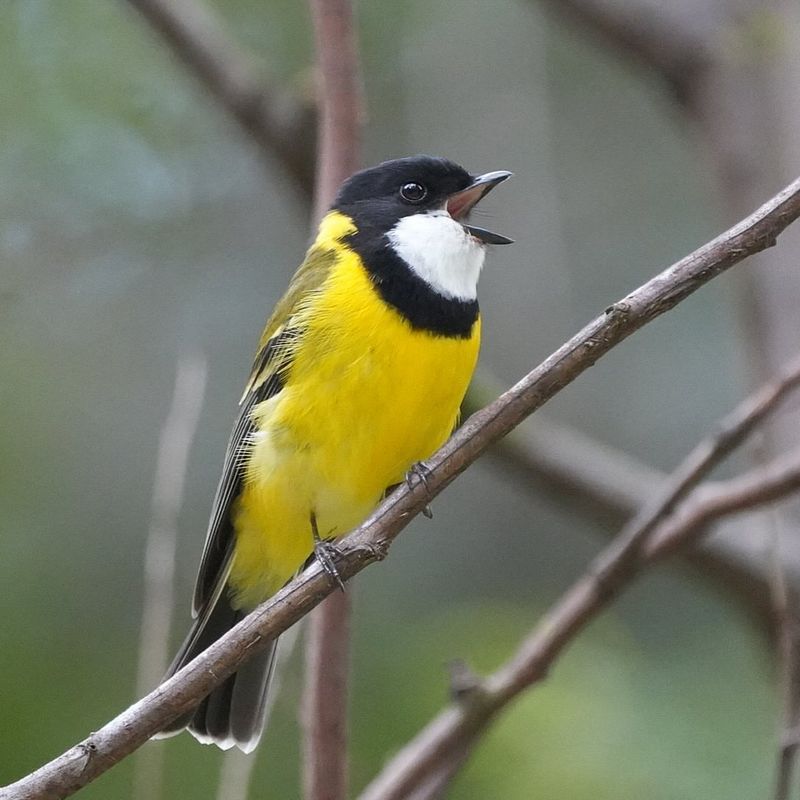 Mangrove Golden Whistler