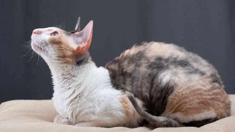 Cornish Rex