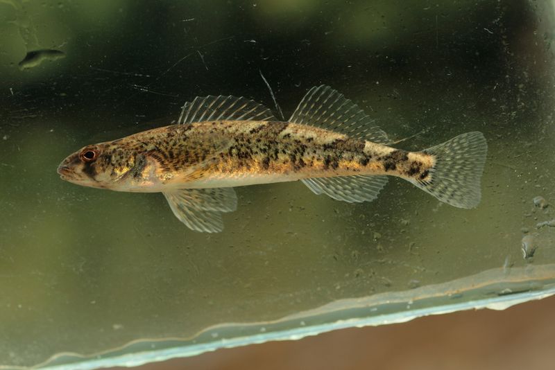 Snail Darter