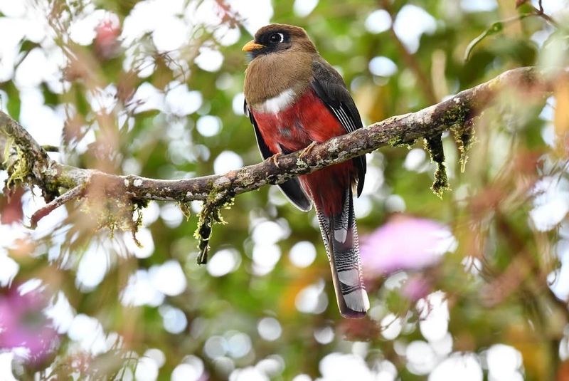 Masked Trogon