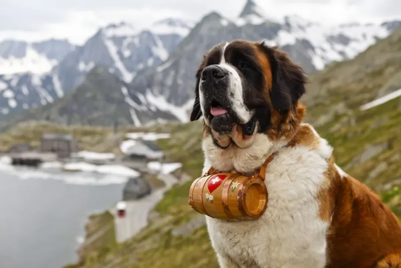 Missouri - Saint Bernard