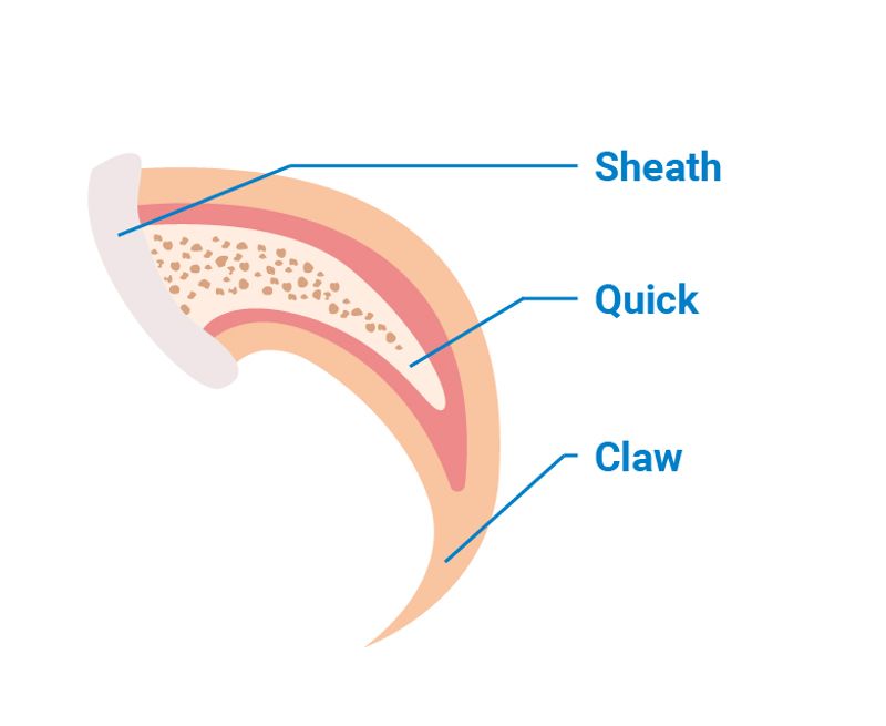 Learn Proper Nail Anatomy