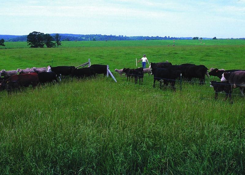 Implementing Pasture Rotation
