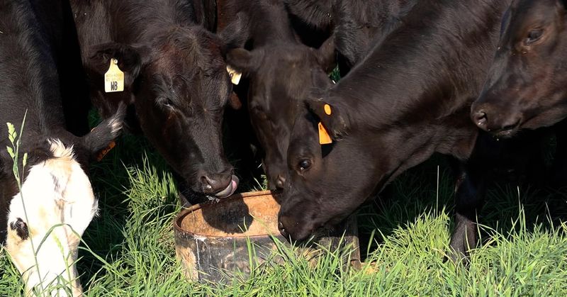 Developing A Feeding Program