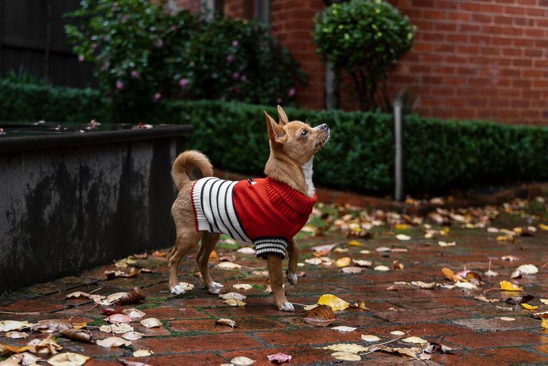 Chihuahua
